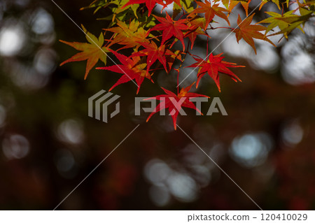 Ball blur and autumn leaves Ball blur and autumn leaves 120410029