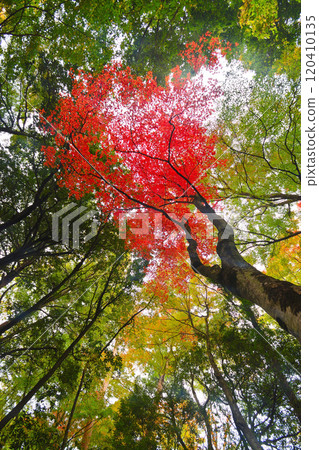 Looking up at the red maple leaves among the greenery 120410135