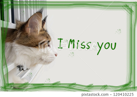 i miss you message words with cat looking on background white i miss you message words with cat looking on background white 120410225