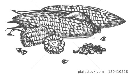 Composition with whole corn cobs with leaves, pieces and kernels lying on the table. Old drawing in retro engraving style. Hand drawn realistic sketch with ink. Popcorn line drawing for baking. 120410228
