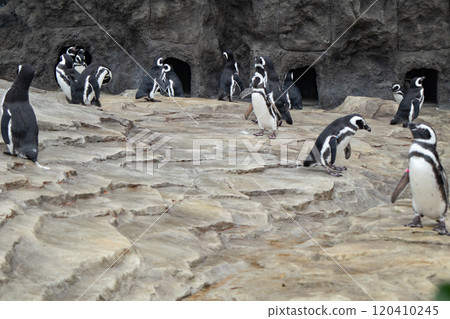 Magellanic penguins at Kobe Suma Sea World 120410245