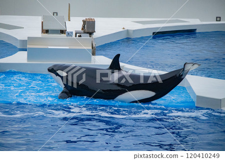 Orca performance at Kobe Suma Sea World 120410249