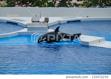 Orca performance at Kobe Suma Sea World 120410250