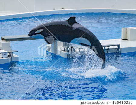神戶鬚磨海洋世界逆戟鯨表演 神戶鬚磨海洋世界逆戟鯨表演 120410253