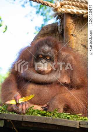 Orangutan in Bali, Indonesia 120410475
