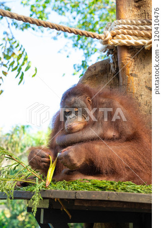 Orangutan in Bali, Indonesia 120410476