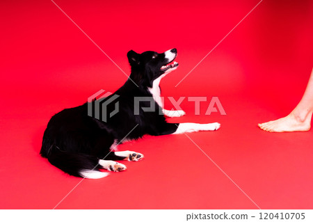 Close-up of Border Collie, 1.5 years old, looking at camera against red and yellow background 120410705