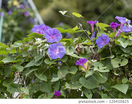 Close-up of morning glory entwined on a fence Close-up of morning glory entwined on a fence 120410825