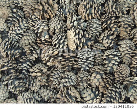 full frame of dry coniferous tree cones with dried scales as a textured background of brown shade, natural texture of pine or cedar cones full frame of dry coniferous tree cones with dried scales as a textured background of brown shade, natural texture of pine or cedar cones 120411056