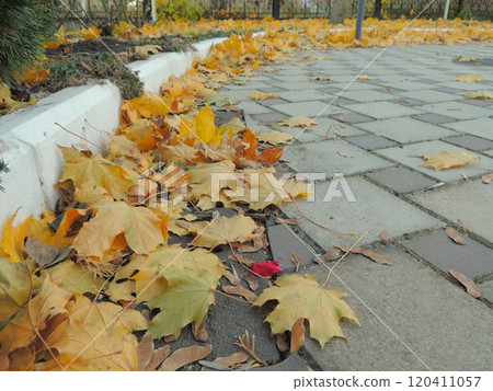 yellow, orange and red maple leaves blown by the wind to the curb on the park square as a detailed autumn background without people, a pile of bright leaves on the ground in the city 120411057