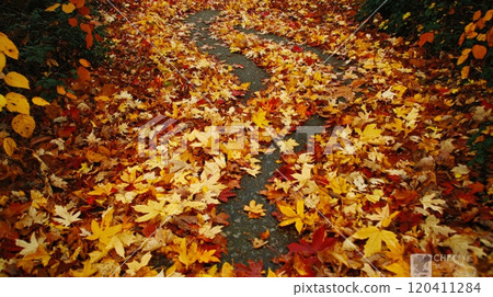 Colorful Autumn Leaves Covering a Winding Pathway in a Forest 120411284