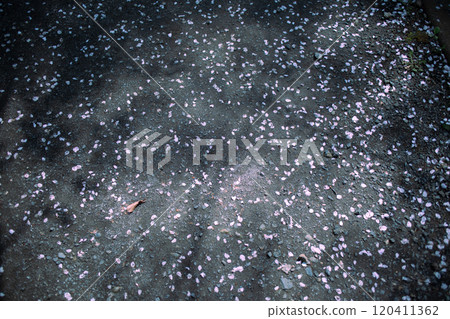 櫻花花瓣散落在地上 120411362