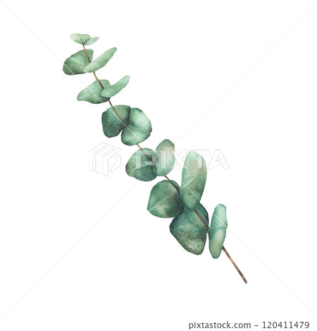 Eucalyptus Greenery Watercolor clipart. Plant branch with green Leaves hand drawn botanical illustration for wedding invitation, floral greeting card, natural festive design isolated from background Eucalyptus Greenery Watercolor clipart. Plant branch with green Leaves hand drawn botanical illustration for wedding invitation, floral greeting card, natural festive design isolated from background 120411479