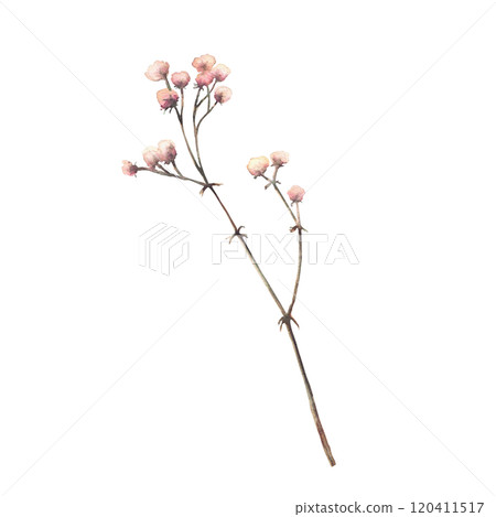 Gypsophila flower watercolor illustration. Elegant floral botanical hand drawn clipart. Beige pink pastel coloured dry small flowers twig, herbs for wedding, greeting card isolated from background. 120411517