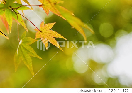 美麗的楓葉開始變色,特寫,背景模糊 美麗的楓葉開始變色,特寫,背景模糊 120411572