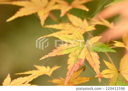 Beautiful colorful maple leaves starting to change color. Close-up. Colorful. Beautiful colorful maple leaves starting to change color. Close-up. Colorful. 120411596
