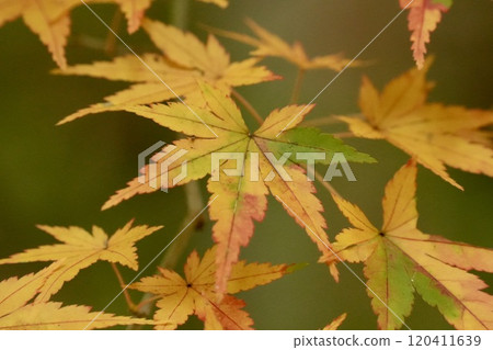 Beautiful colorful maple leaves starting to change color. Close-up. Colorful. 120411639