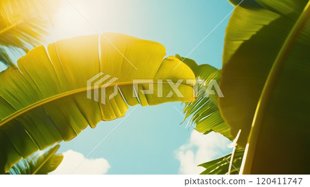 Sunlit Banana Leaf Against a Clear Blue Sky 120411747
