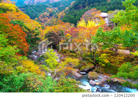 Autumn foliage in the forest at the source of the Doshi River Autumn foliage in the forest at the source of the Doshi River 120412200