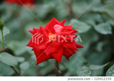 荒尾市少女公民花壇玫瑰花, 荒尾市少女公民花壇玫瑰花, 120412339