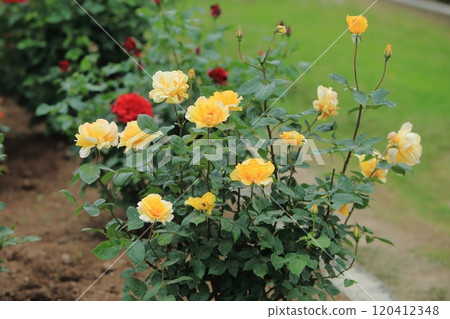 荒尾市少女公民花壇玫瑰花， 120412348