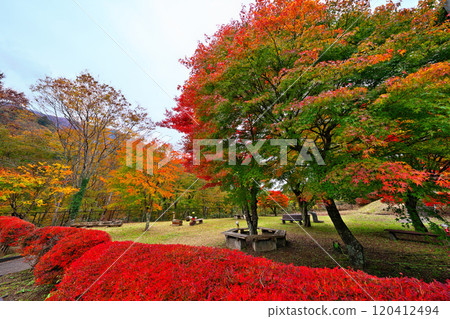 多西河，水源森林的秋葉 120412494