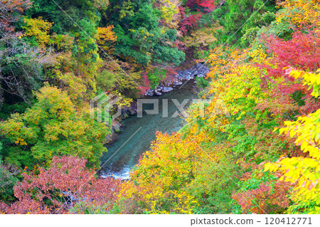 道志川、久保橋的秋葉 120412771
