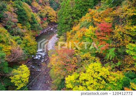 道志川、久保橋的秋葉 120412772
