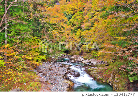 道志河和紅椿之湯附近的秋葉 道志河和紅椿之湯附近的秋葉 120412777