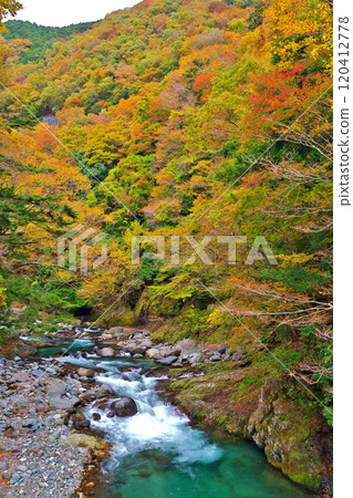 道志河和紅椿之湯附近的秋葉 道志河和紅椿之湯附近的秋葉 120412778