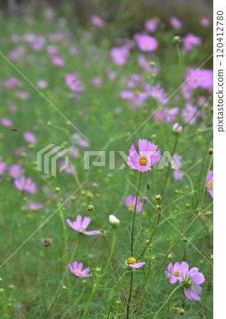 開花在秋天領域的桃紅色波斯菊花 開花在秋天領域的桃紅色波斯菊花 120412780