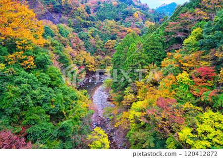 道志川、久保橋的秋葉 道志川、久保橋的秋葉 120412872