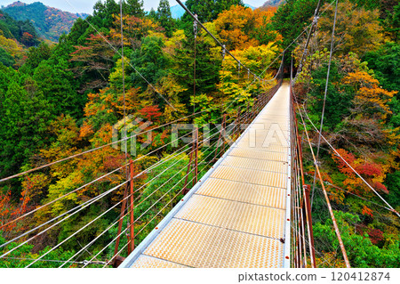 道志川、久保橋的秋葉 道志川、久保橋的秋葉 120412874