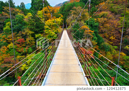 道志川、久保橋的秋葉 120412875