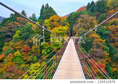道志川、久保橋的秋葉 道志川、久保橋的秋葉 120412878