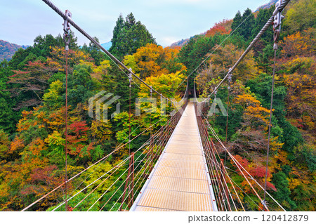 道志川、久保橋的秋葉 120412879