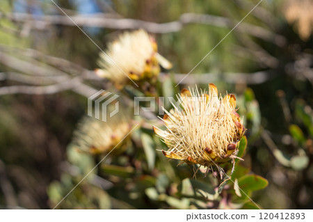 攀登坦尚尼亞乞力馬扎羅山的植物 120412893