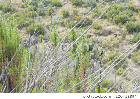 攀登坦尚尼亞乞力馬扎羅山的植物 120412894