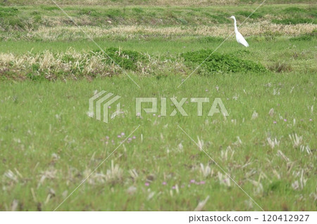 田野和白鷺 120412927