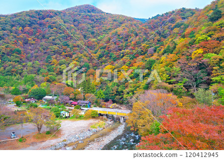 道志河和下村露營地附近的秋葉 道志河和下村露營地附近的秋葉 120412945