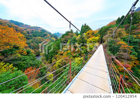 道志川、久保橋的秋葉 120412954