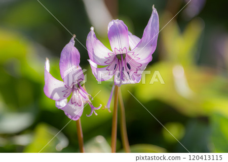 Flower in full bloom 120413115