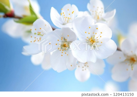 Close-Up of Cherry Blossoms in Springtime Close-Up of Cherry Blossoms in Springtime 120413150