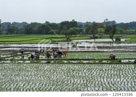 Image of people working in rice fields. Image of people working in rice fields. 120413386