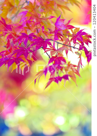 Autumn leaves of Lake Tateshina 120413404
