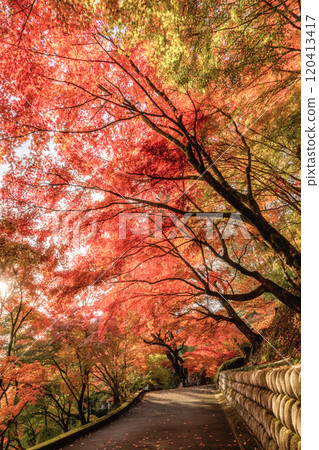 Eigenji Momiji Temple in Daigo Town, Ibaraki Prefecture, at the peak of autumn foliage 120413417