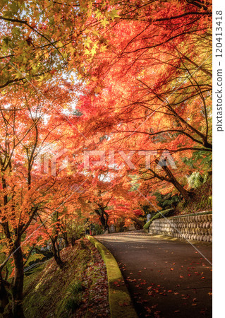 茨城縣醍醐町秋葉盛開的永源寺紅葉寺 120413418
