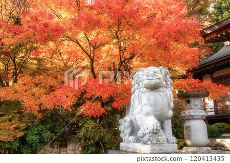 茨城縣醍醐町秋葉盛開的永源寺紅葉寺 120413435