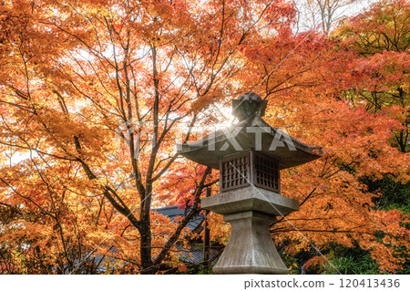 茨城縣醍醐町秋葉盛開的永源寺紅葉寺 120413436