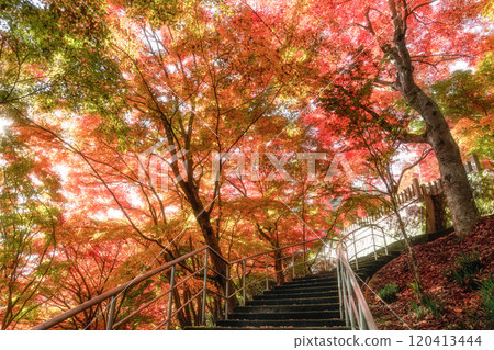Eigenji Momiji Temple in Daigo Town, Ibaraki Prefecture, at the peak of autumn foliage 120413444